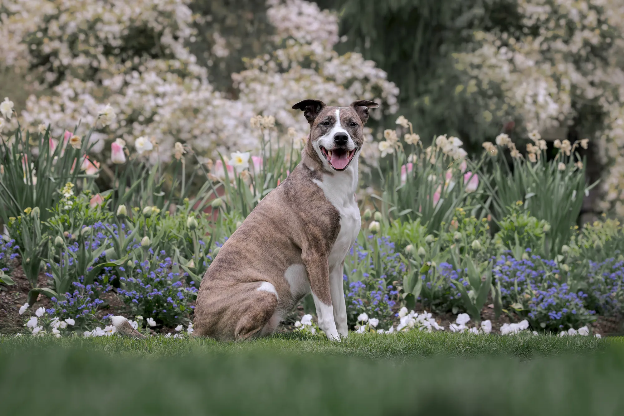 A relaxed brindle dog sitting among spring flowers
