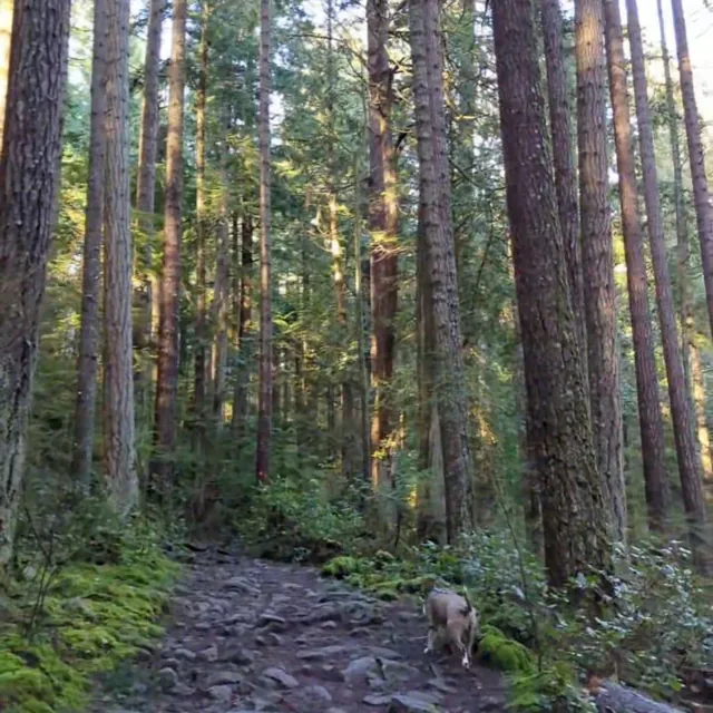 Time for a decompression walk in the woods 🌲🐾  #enrichmentfordogs #dogtrainer #dogenrichment #decompress #forc