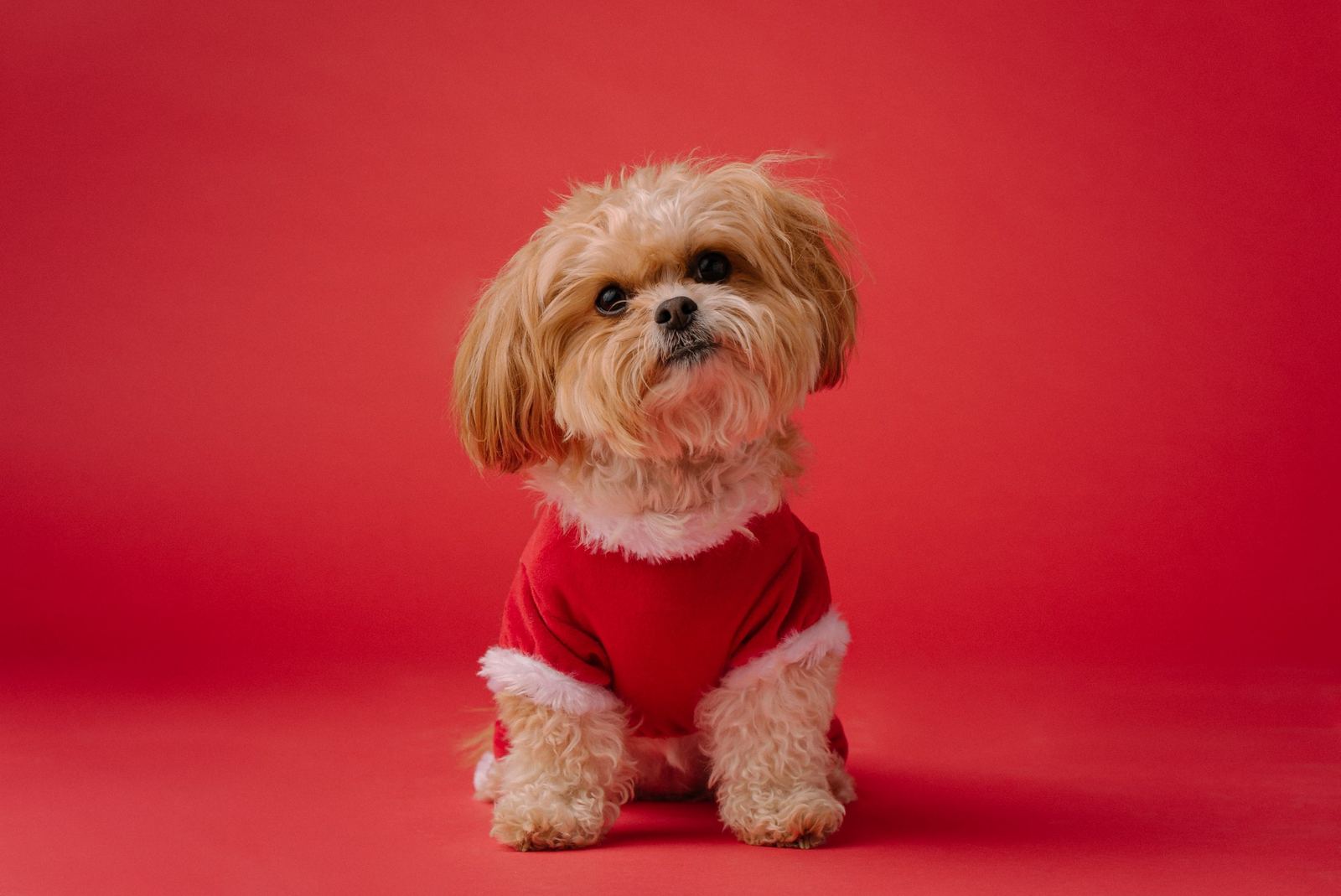 A curious dog tilting its head