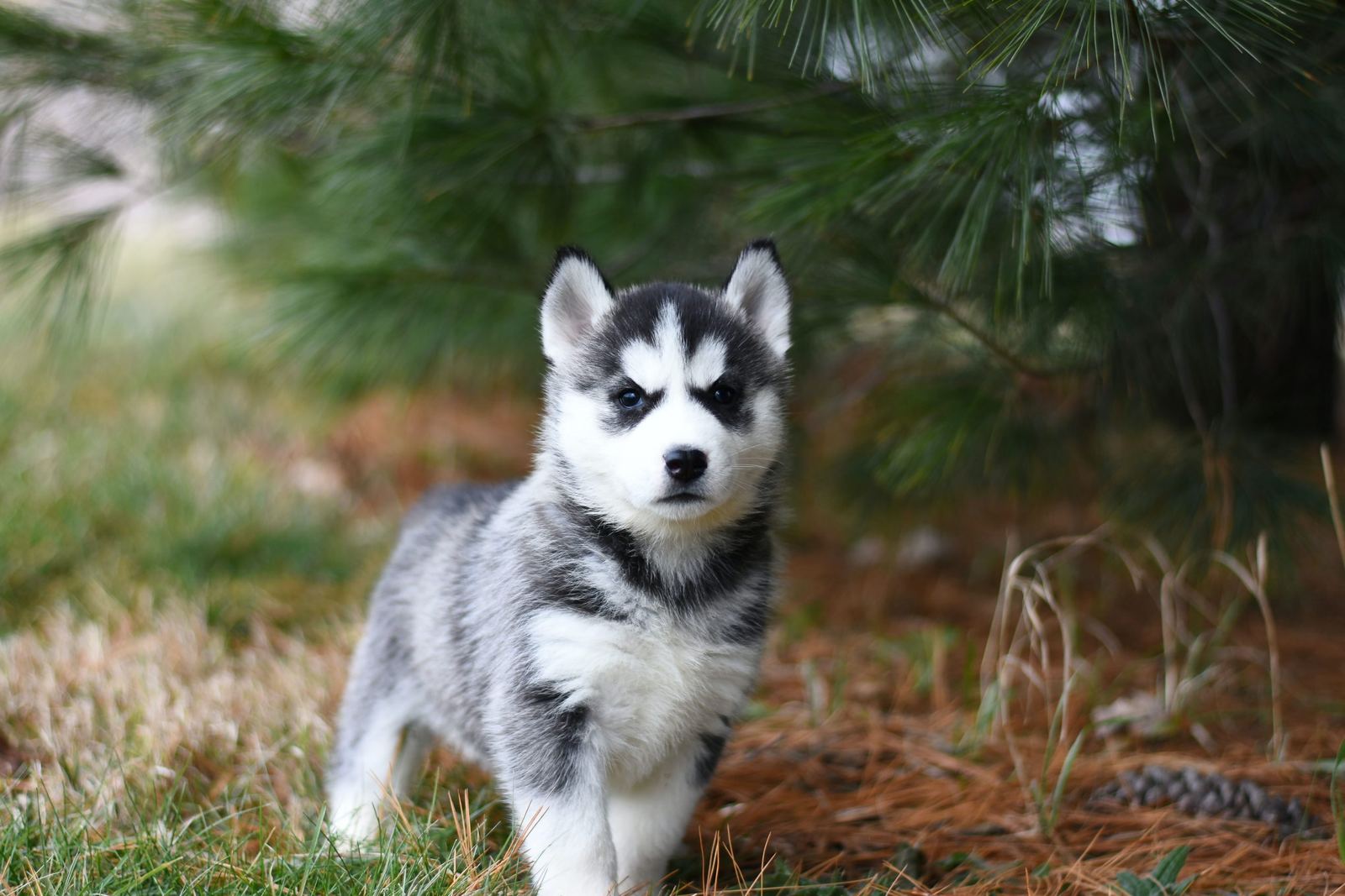 A dog walking calmly on a loose leash