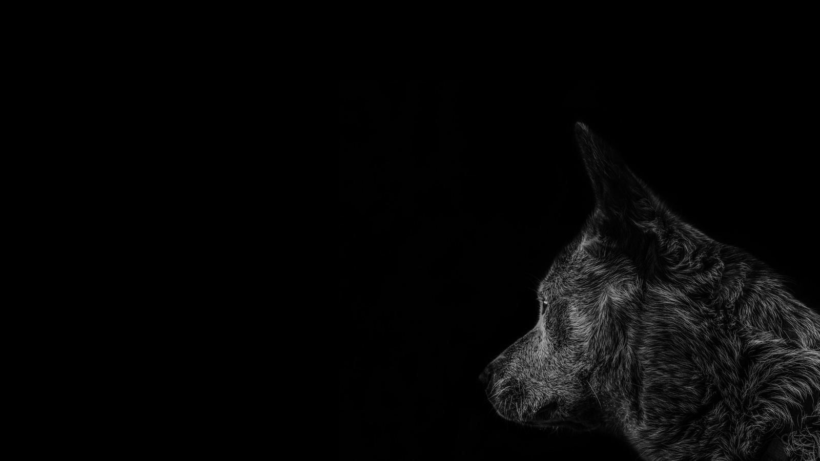 A dog lying down looking up with its ears back