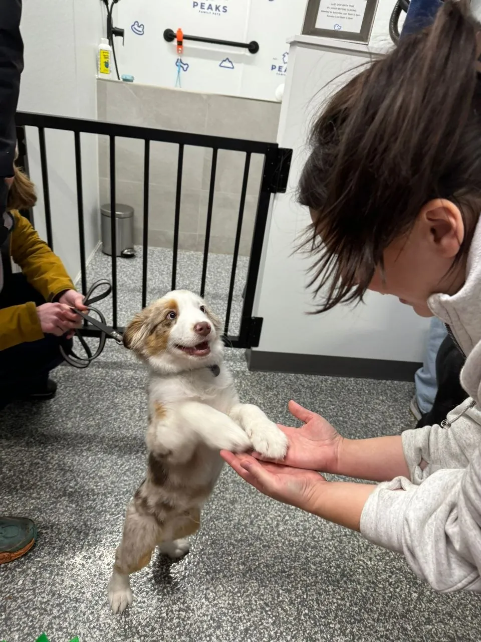 An Australian Shepherd puppy offering a paw during a training session