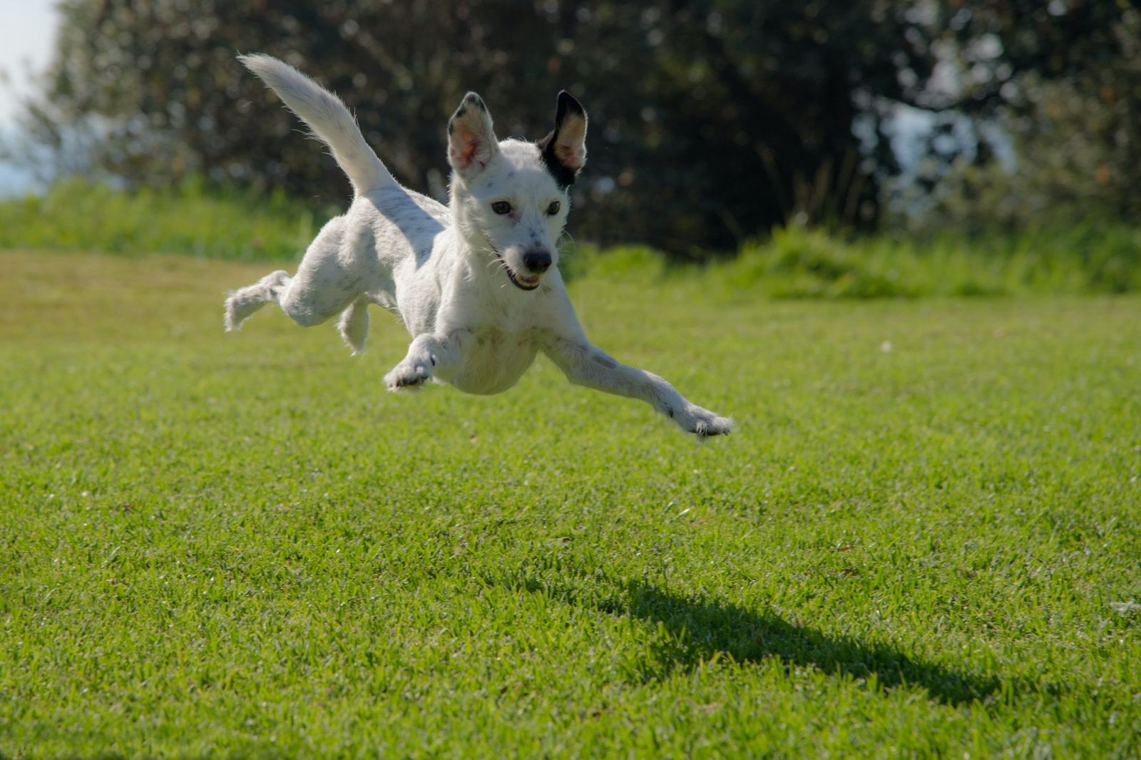 A dog barking on a leash