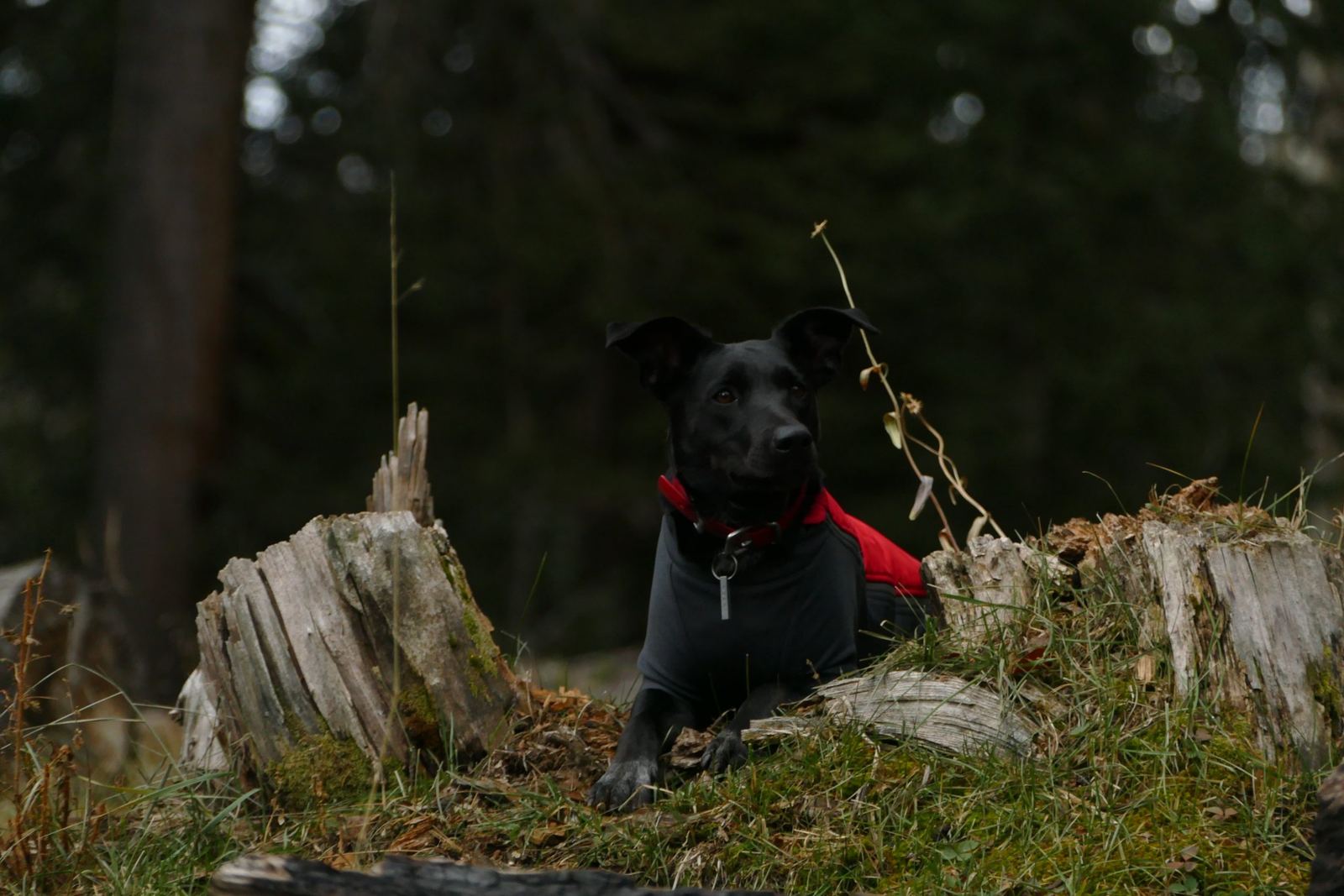 A nervous dog lying low
