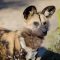 African Wild Dogs - Dog Trainer Vancouver