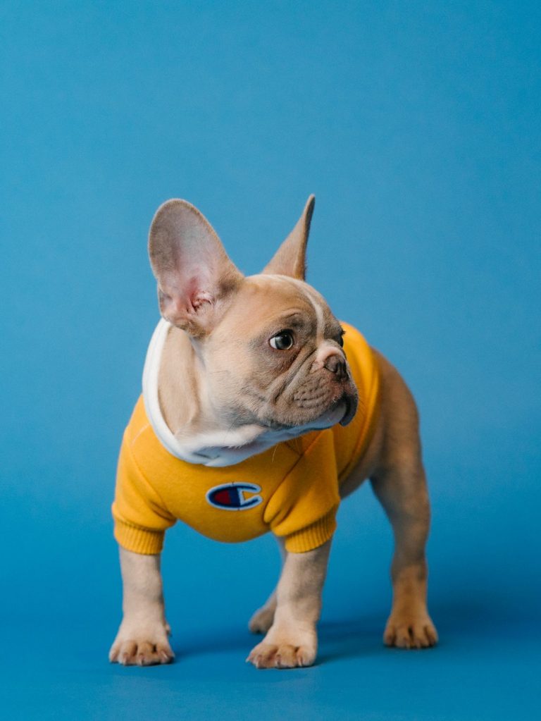 Dog Trainer Vancouver French Bulldog