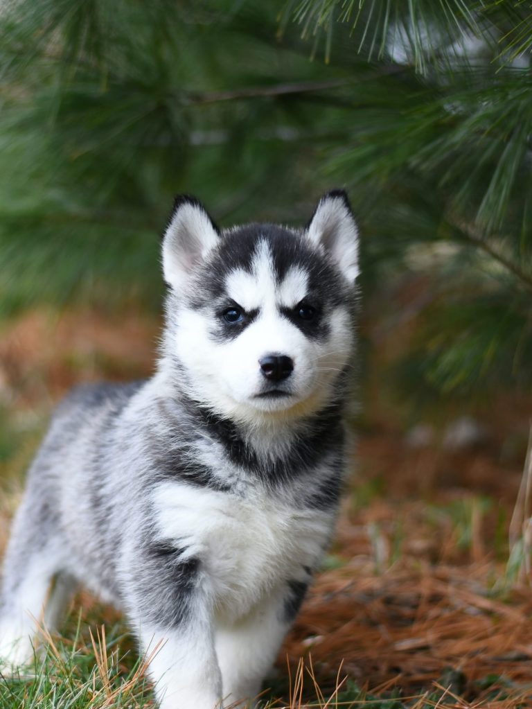 Puppy training Vancouver Puppy training Vancouver