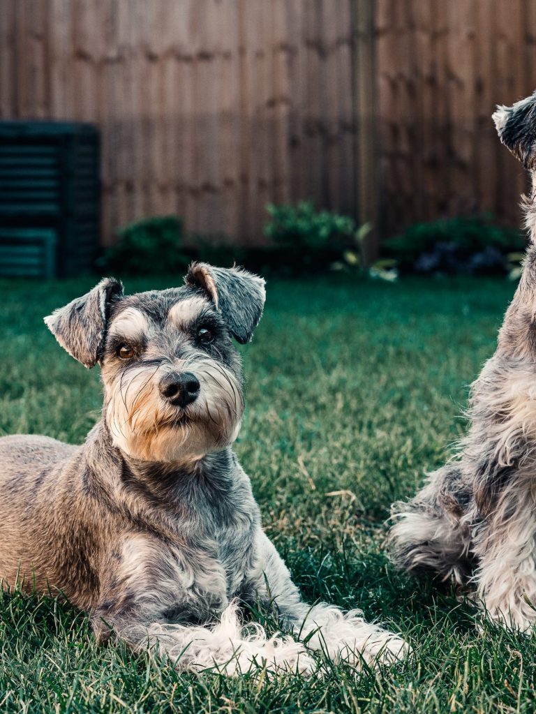 Vancouver Dog Trainer Vancouver Dog Trainer