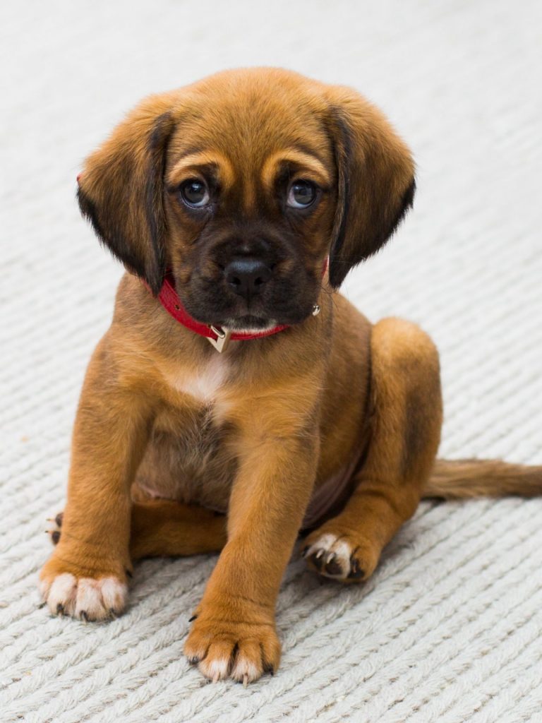 Puppy training Vancouver Puppy training Vancouver